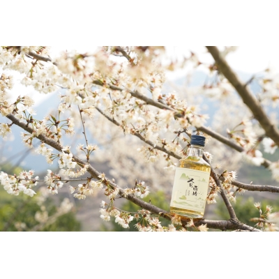 10°又见西岭青梅酒